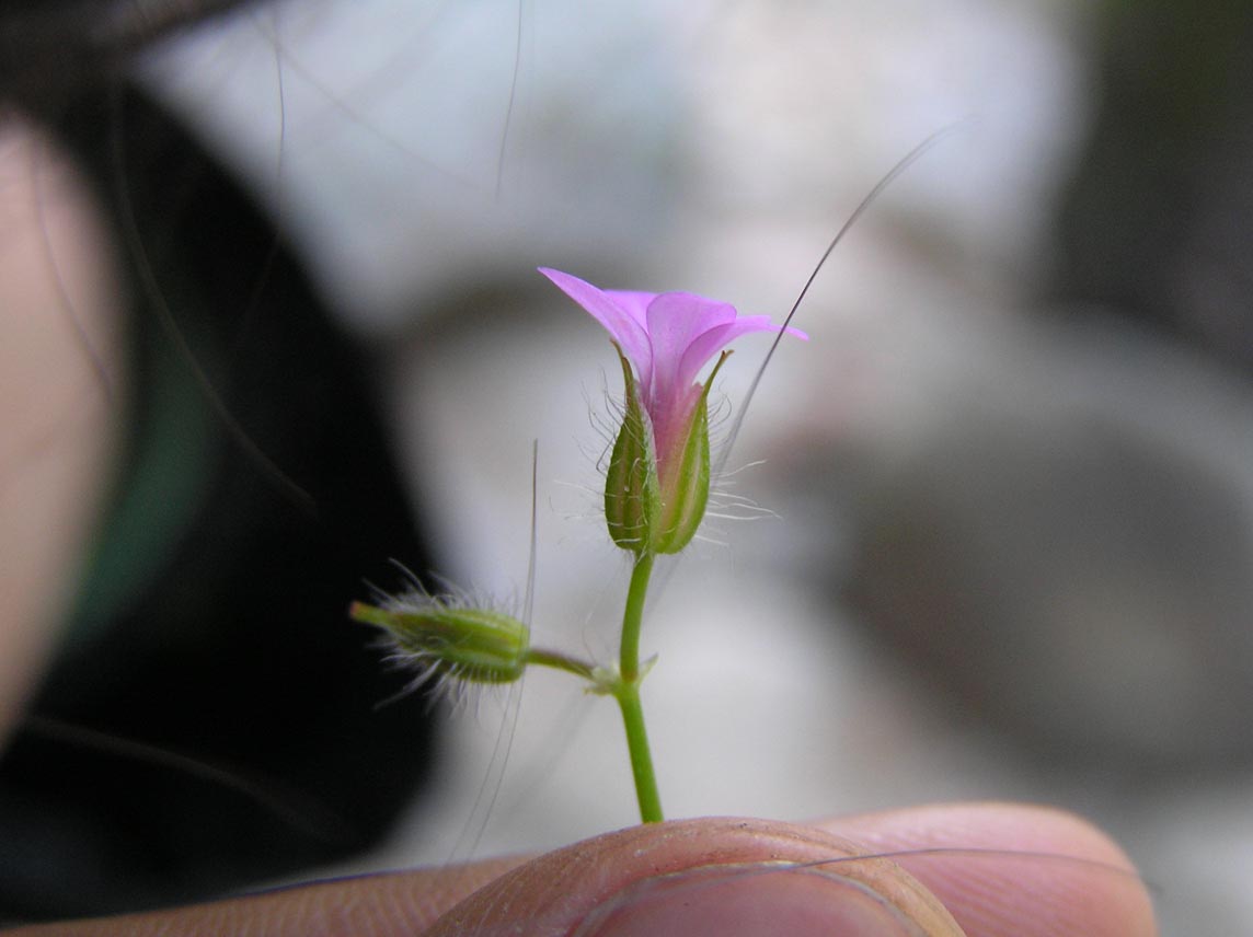 Geranium purpureum